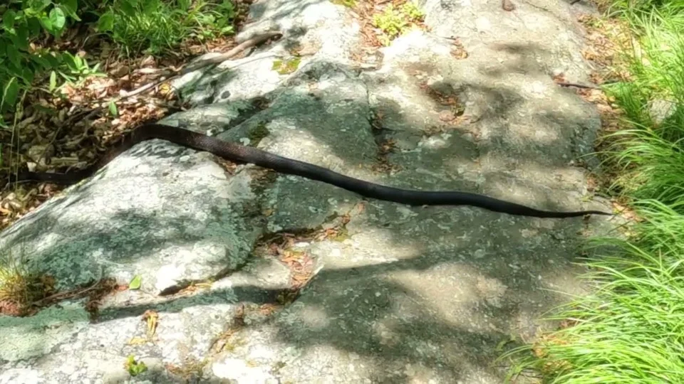 HBTrails video thumbnail: Sunrise Mountain Appalachian Trail from Deckertown Turnpike Trailhead